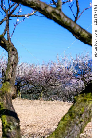 梅花在梅水月的晴空中熠熠生輝 “人吉市南部大古葉山坡上的梅園” 人吉市 梅花在梅水月的晴空中熠熠生輝 “人吉市南部大古葉山坡上的梅園” 人吉市 122887862