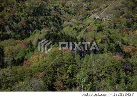 定山溪的新綠 122888427