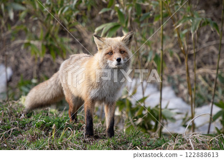 初春的北極狐 122888613