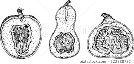 Hand drawn, vector, engraving illustration of different types of pumpkins. Hand drawn, vector, engraving illustration of different types of pumpkins. 122888722