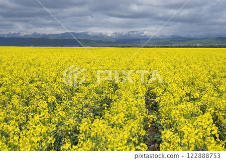 Rapeseed field Rapeseed field 122888753