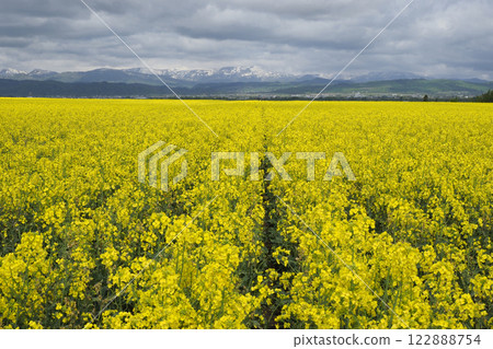 Rapeseed field Rapeseed field 122888754