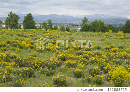 Rapeseed field Rapeseed field 122888755