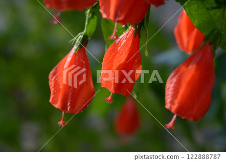 UNAKUSHI FUYOU 122888787