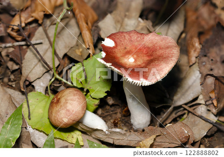 Pink Russula mushroom (open cap and young mushroom, natural light + strobe, macro close-up) 122888802