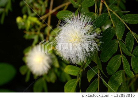 白甲蟲 白甲蟲 122888810