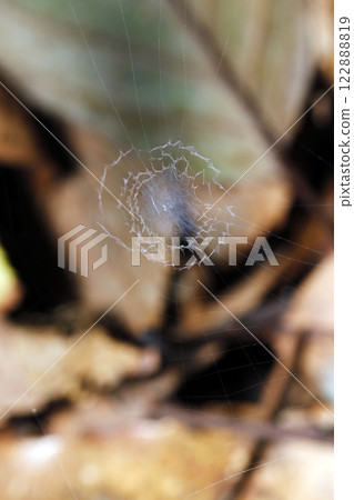 A miniature universe of a pygmy spider's artistic, lace-like web, shaped like a hidden band (natural light macro photography). A miniature universe of a pygmy spider's artistic, lace-like web, shaped like a hidden band (natural light macro photography). 122888819