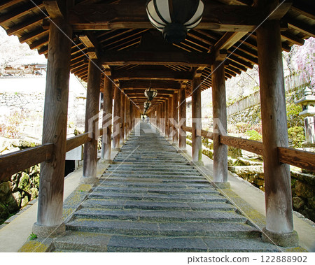 Hase-ji Temple cherry blossoms Nara Prefecture 122888902