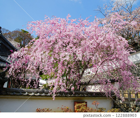 Hase-ji Temple cherry blossoms Nara Prefecture 122888903