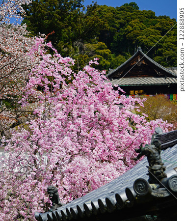 Hase-ji Temple櫻花奈良縣 122888905
