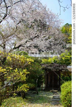 Hase-ji Temple cherry blossoms Nara Prefecture 122888908