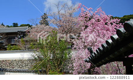 Hase-ji Temple櫻花奈良縣 Hase-ji Temple櫻花奈良縣 122888911