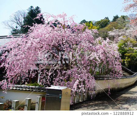 Hase-ji Temple櫻花奈良縣 Hase-ji Temple櫻花奈良縣 122888912