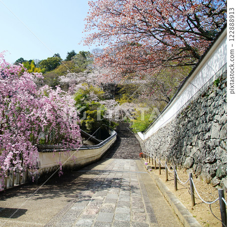Hase-ji Temple cherry blossoms Nara Prefecture Hase-ji Temple cherry blossoms Nara Prefecture 122888913