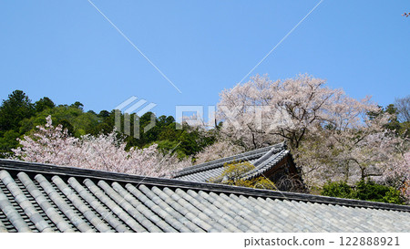 Hase-ji Temple cherry blossoms Nara Prefecture 122888921