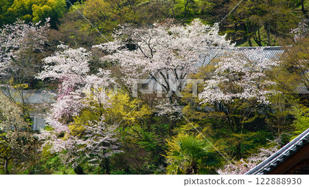 Hase-ji Temple櫻花奈良縣 122888930
