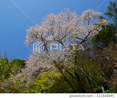 Hase-ji Temple櫻花奈良縣 Hase-ji Temple櫻花奈良縣 122888945