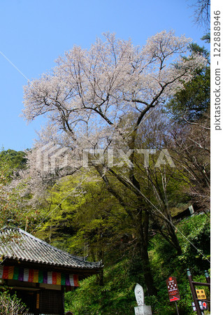 Hase-ji Temple櫻花奈良縣 122888946