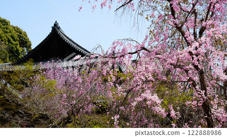 Hase-ji Temple櫻花奈良縣 122888986
