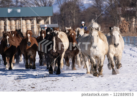 Horse chasing campaign 122889053