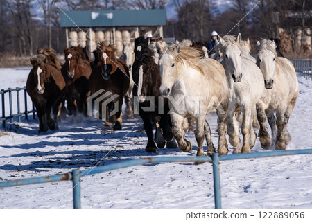 Horse chasing campaign 122889056