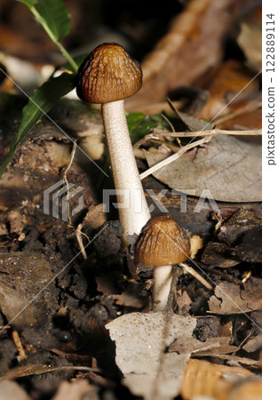 Young Polytrichum commune mushrooms growing on fallen autumn leaves (natural environment + strobe macro close-up) 122889114