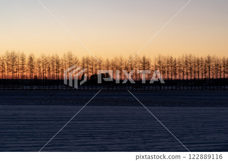 一排白樺樹和朝霞 122889116