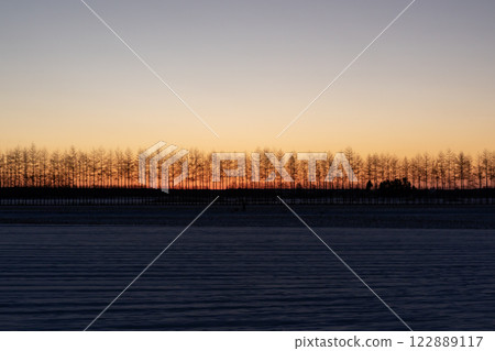 Row of white birch trees and the morning glow 122889117