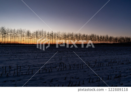 Row of white birch trees and the morning glow 122889118