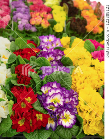 Primula Julian flower seedlings 122889123