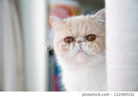 異國短毛貓 胸圍 122889282