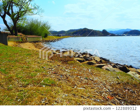 Driftwood washed up on the grass on the shore of a pond 122889312