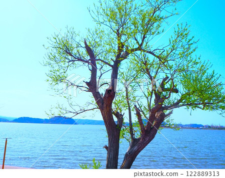 Tree standing by the pond 122889313