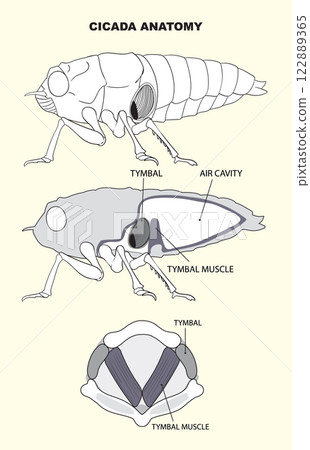 Detailed Cicada Anatomy Illustration 122889365