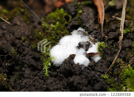 一種美麗、蓬鬆、純白色、像棉花糖一樣的本土真菌，生長在潮濕森林的青苔覆蓋的土壤中（自然環境+閃光燈微距） 122889388