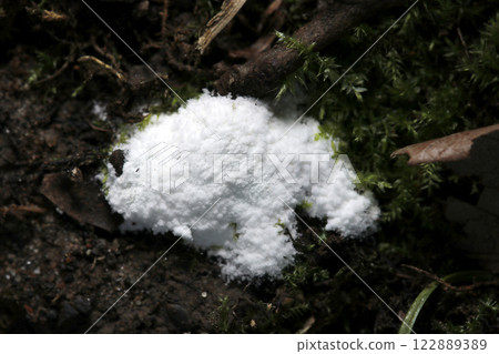 黑暗潮濕的森林中長滿青苔的土壤上生長著白色海綿狀原生真菌（自然+閃光微距） 122889389