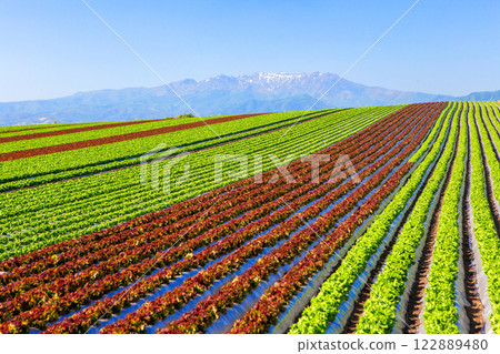 綠色和紅色生菜 綠色和紅色生菜 122889480