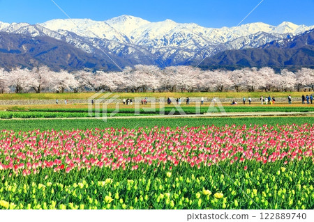 [Toyama Prefecture] Asahi Funagawa Spring Quartet (cherry blossoms in full bloom, tulips, and the Northern Alps) 122889740