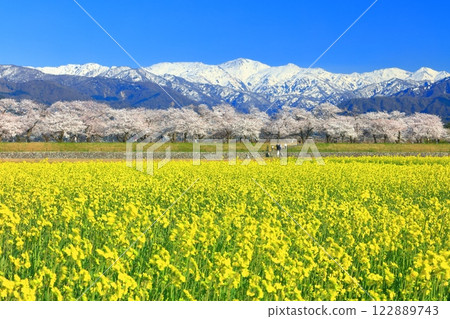 [Toyama Prefecture] Asahi Funagawa Spring Quartet (cherry blossoms in full bloom, rape blossoms, and the Northern Alps) 122889743
