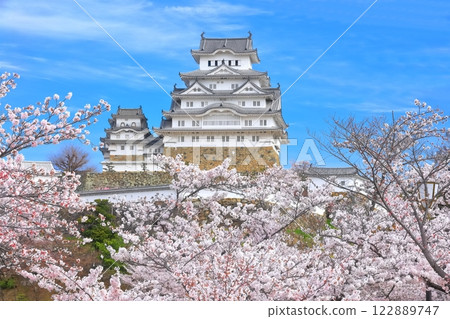 【兵庫縣】晴天的姬路城與盛開的櫻花 122889747