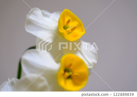 Daffodils inviting spring 122889839