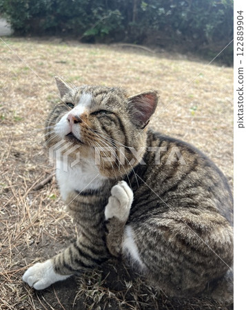 Stray cat looking up, scratching its neck 122889904