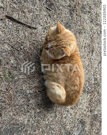 A sunny cat 122889905