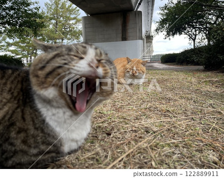 Yawning cat Yawning cat 122889911