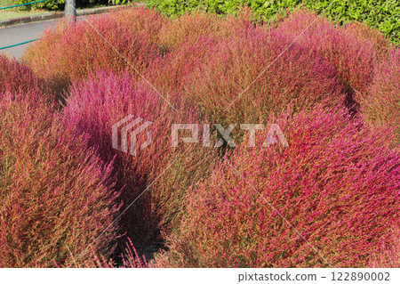 Autumn leaves of Kochia at Michinoku Park Autumn leaves of Kochia at Michinoku Park 122890002