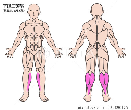 小腿三頭肌，人體肌肉圖 122890175