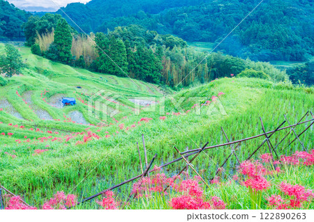 [Chiba Prefecture] Oyama Senmaida blooms 122890263