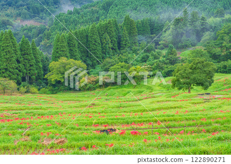 [千葉縣] Oyama Senmaida開花 122890271