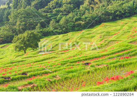 [Chiba Prefecture] Oyama Senmaida blooms 122890284