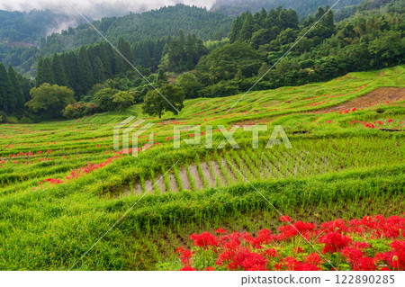 [Chiba Prefecture] Oyama Senmaida blooms 122890285